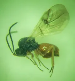 Diplolepis gracilis thumbnail 1