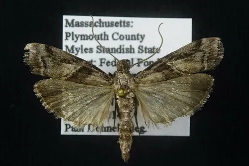 Blister Coneworm Moth