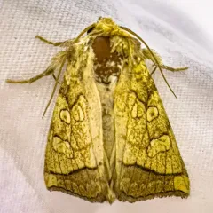 Rigid Sunflower Borer Moth thumbnail 3