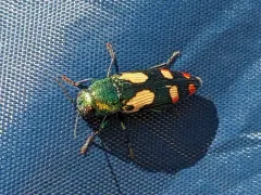 Buprestis gibbsii thumbnail 2