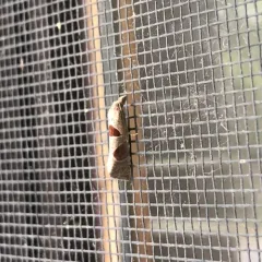 Triangle-backed Pelochrista Moth thumbnail 3