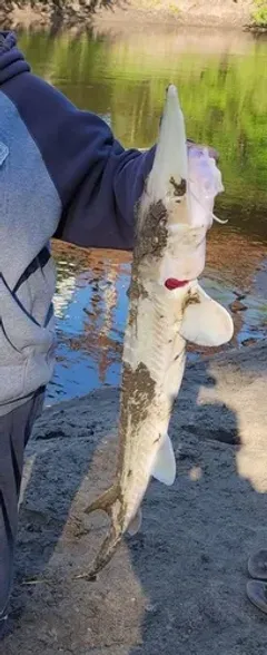 Pallid Sturgeon thumbnail 1