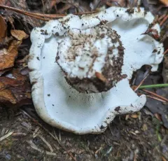 Sheep Polypore thumbnail 2