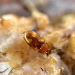 Litargus balteatus thumbnail 4