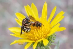 Curved Pebble Bee thumbnail 4