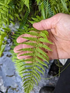 Nevada marsh fern thumbnail 4