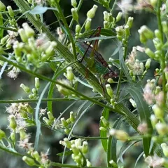 Handsome Meadow Katydid thumbnail 4