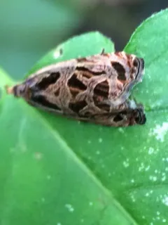 Basswood Olethreutes Moth thumbnail 4