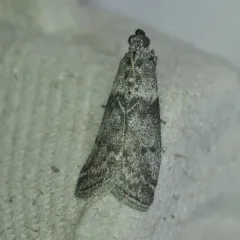 Lesser Aspen Webworm Moth thumbnail 3
