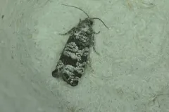 Yellow Spruce Budworm Moth thumbnail 3
