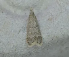 Spotted Dichomeris Moth thumbnail 4