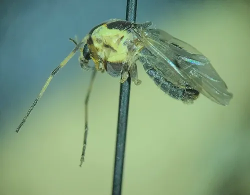 Coelotanypus tricolor