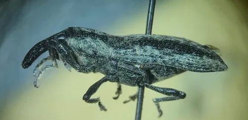 Ragweed Weevil