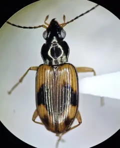 Bembidion corgenoma thumbnail 3