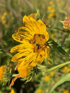 Metrioidea convexa thumbnail 3