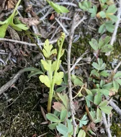 northwestern moonwort thumbnail 3