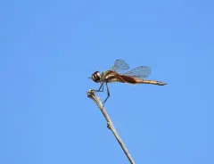 Striped Saddlebags thumbnail 4