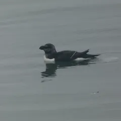 Razorbill thumbnail 3