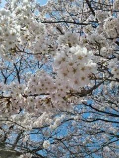 Japanese Cherry thumbnail 2