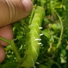 Hornworm Parasitoid Wasp Bracovirus thumbnail 2