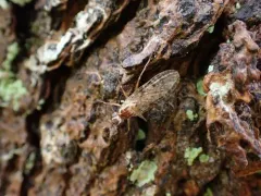 Boreothrinax shewelli thumbnail 3