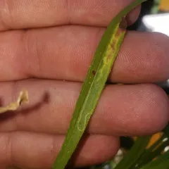 Parectopa plantaginisella thumbnail 4