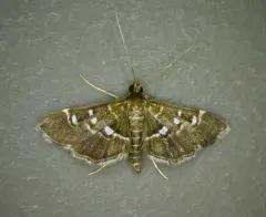 Harlequin Webworm Moth thumbnail 4