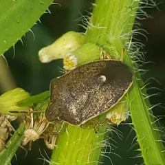 Pale-edged Pentatomid thumbnail 3