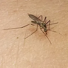 Eastern Treehole Mosquito thumbnail 4