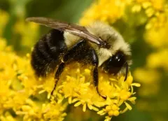 Common Eastern Bumble Bee thumbnail 5