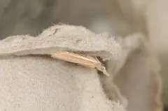 White-edged Pima Moth thumbnail 4