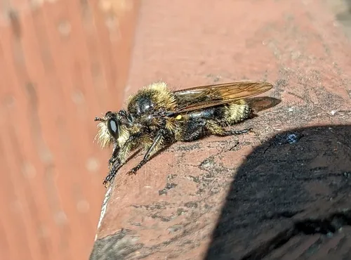 Laphria astur