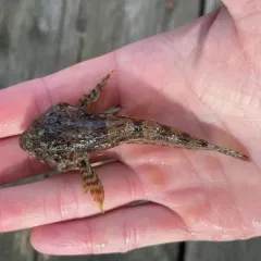 Scalyhead Sculpin thumbnail 3