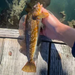 Whitespotted Greenling thumbnail 3