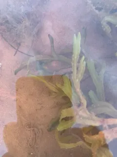 Yellowtail flounder thumbnail 3