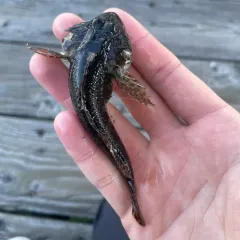 Padded Sculpin thumbnail 3