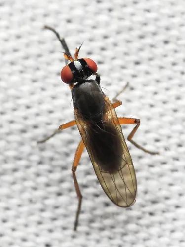 Anticheta melanosoma