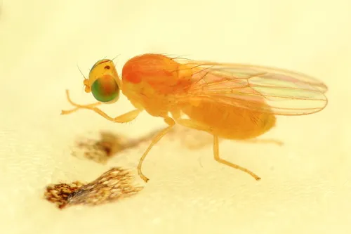 Gymnochiromyia concolor