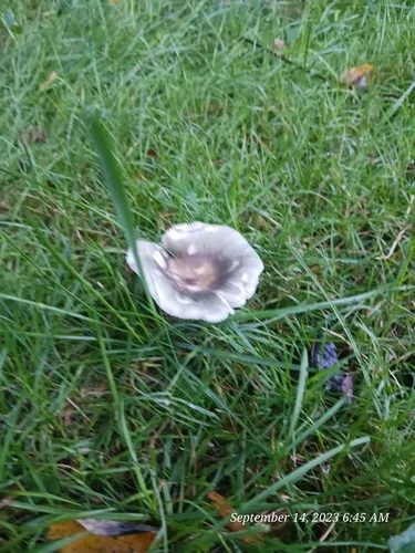 Modest Russula