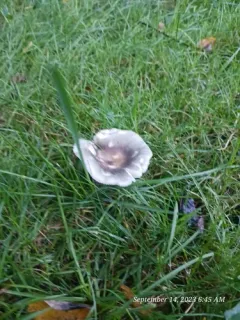 Modest Russula thumbnail 1
