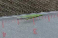 Washington Fescue thumbnail 1