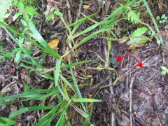 Leotia atrovirens thumbnail 1