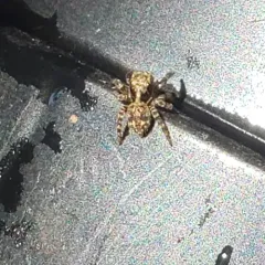 Black-palped Jumping Spider thumbnail 4