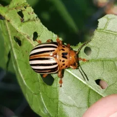 False Potato Beetle thumbnail 2