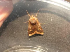 Agrochola pulchella thumbnail 2