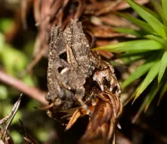 Crested Pygmy Grasshopper thumbnail 3
