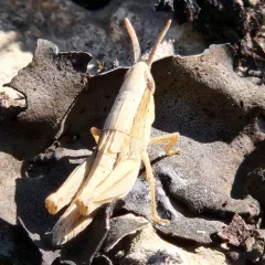 Velvet-striped Grasshopper thumbnail 3