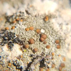 Chewing Gum Lichen thumbnail 2