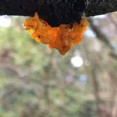 witch's butter thumbnail 3