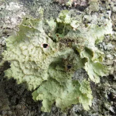 Varied Rag Lichen thumbnail 2